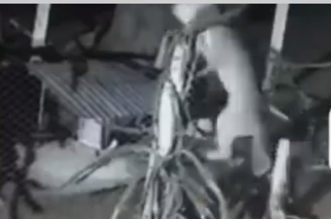 Mistério em Craíbas: mais de 20 animais aparecem mortos sem sangue e vídeo de onça pode explicar ataques