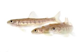 Salmões expostos à cocaína nadam até 90% mais que o normal, aponta estudo inédito