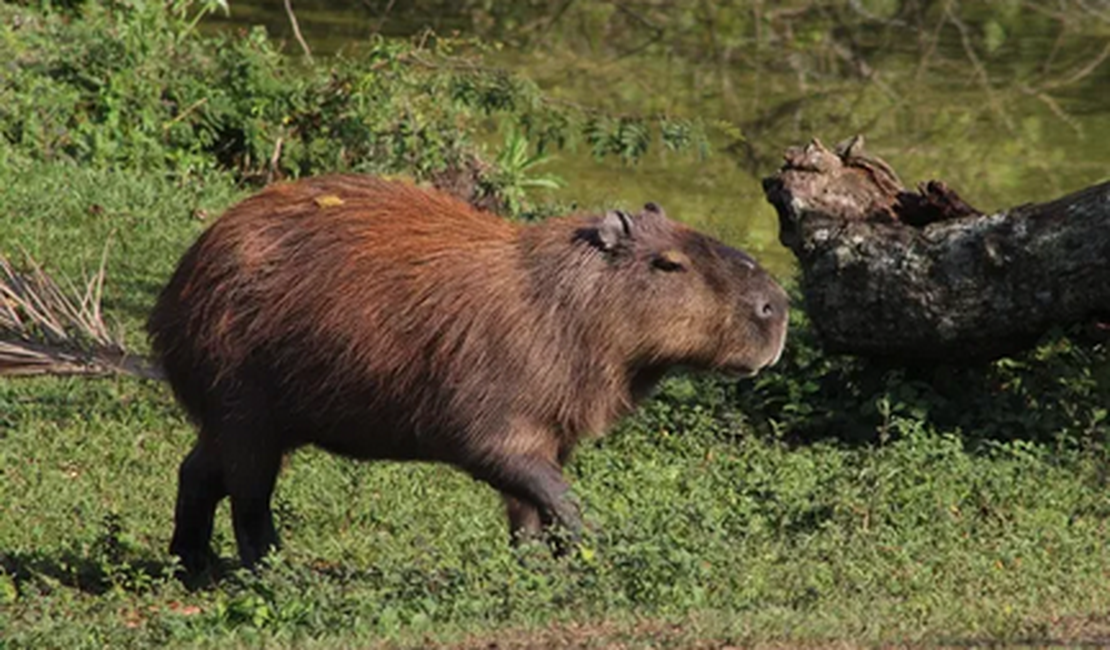 Motociclista fica ferido ao atingir capivara na BR-316, em Palmeira dos Índios