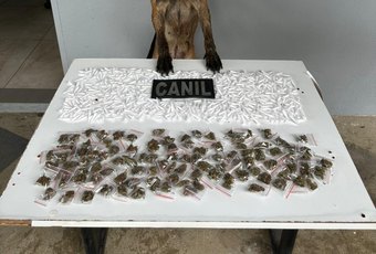 Cão farejador da PM encontra mais de 650 porções de drogas escondidas em área de mata em Arapiraca