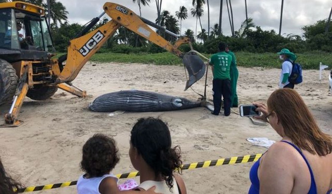 Baleia jubarte é encontrada morta em praia de Maragogi