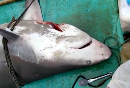 VÍDEO. Pescadores capturam tubarão na Barra Nova