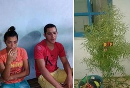 Dois jovens furtam objetos e pé de maconha cultivado em residência em Arapiraca