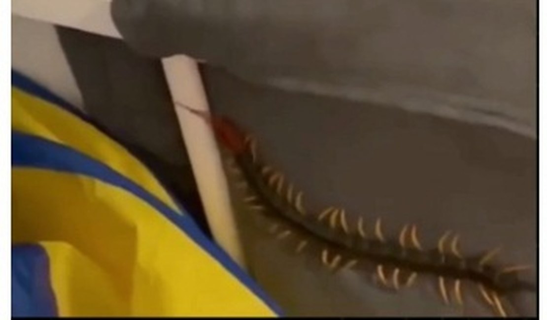 Vídeo. Homem encontra lacraia venenosa em móveis do quarto da filha
