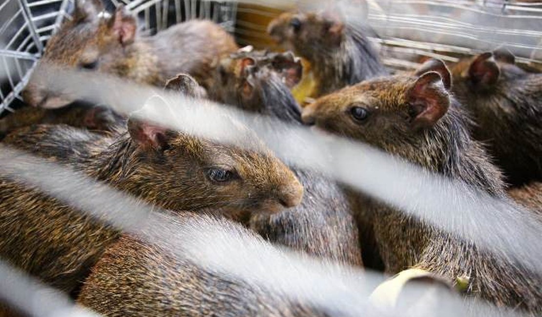 Fiscalização do MPE apreende 38 cutias mantidas em cativeiro nos fundos de um hotel, em Arapiraca