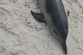 Boto-cinza é encontrado morto na faixa de areia da Praia da Avenida, em Maceió
