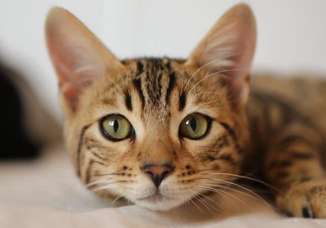 Quadrilha que roubou quase 3 mil gatos para vender carne para consumo é presa no Vietnã