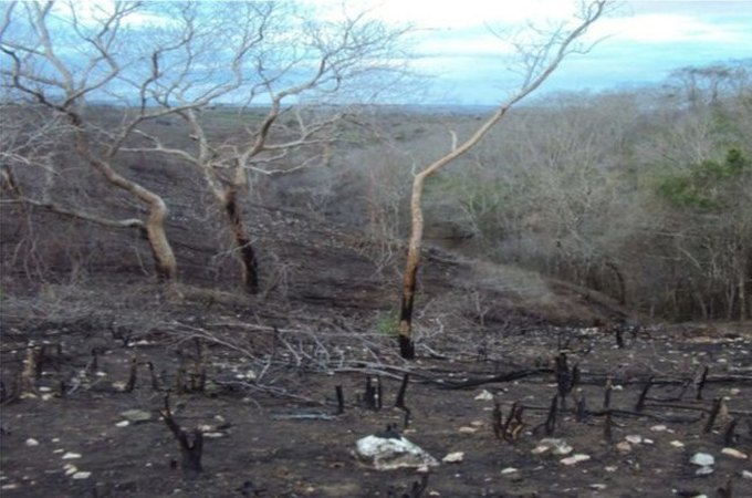 MPF aciona herdeiros por degradação ambiental em área de terra indígena em São Brás