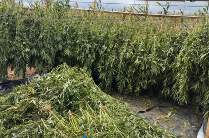 Cerca de 2 toneladas de maconha são apreendidas pela PF na divisa entre Alagoas e Bahia