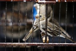 Fiscalização resgata cerca de 200 animais silvestres em dois dias de atuação no Sertão de AL