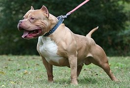 Traficante solta Pit Bull para cima de guarnição da PM