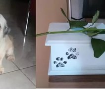 Tutora deixa cachorro para tosa e recebe as cinzas do animal