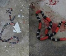 Populares reclamam de invasão de cobras em loteamento e apelam para o poder público
