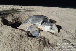 Veja registros: Tartaruga-oliva desova na Praia de Cruz das Almas, em Maceió