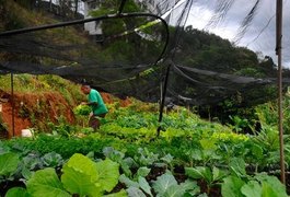 Hortas comunitárias alteram espaço público e estimulam contato com a natureza