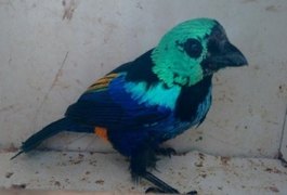 Polícia resgata aves mantidas em cativeiro no interior