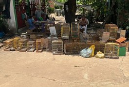 BPA apreende armas e resgata 43 animais silvestres durante fiscalização em Taquarana