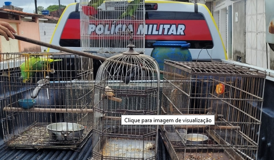 Operação apreende 200 animais silvestres em cidades do interior de Alagoas
