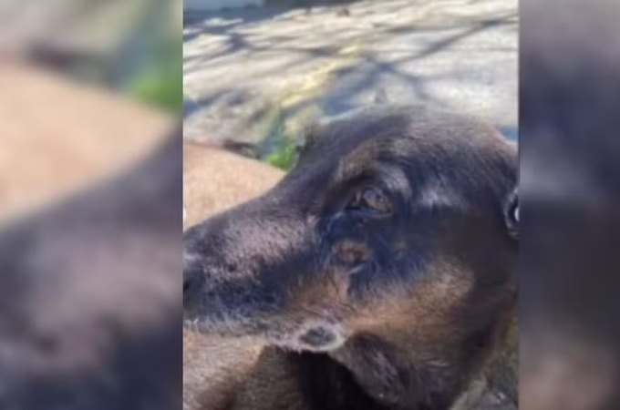 Exumação do corpo do cão Orelha é autorizada e perícia será feita pela Polícia Científica