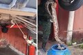 Jiboia de cerca de dois metros é resgatada embaixo de carro na parte alta de Maceió
