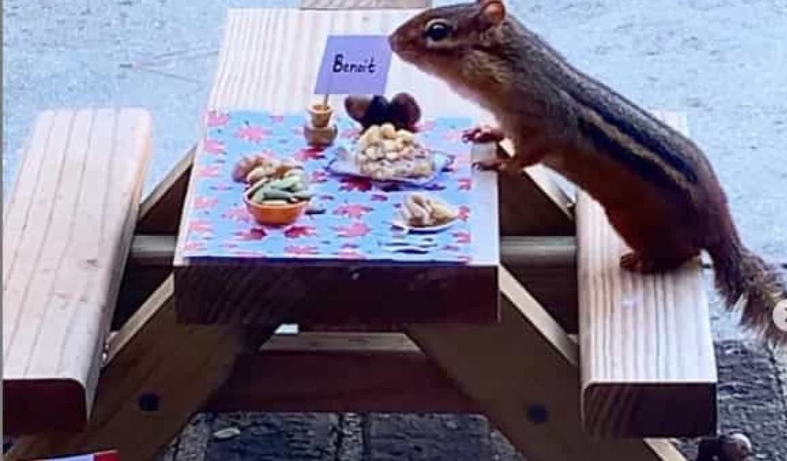 Mulher abre restaurante durante pandemia para dar de comer a animal; veja a história