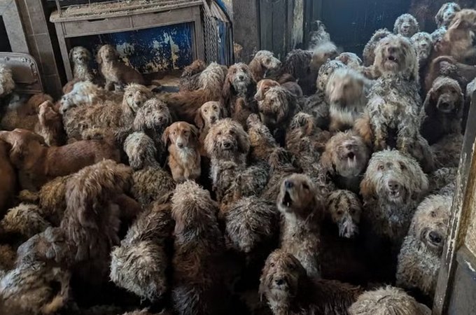 A chocante imagem de 250 cães resgatados em sala de casa no Reino Unido