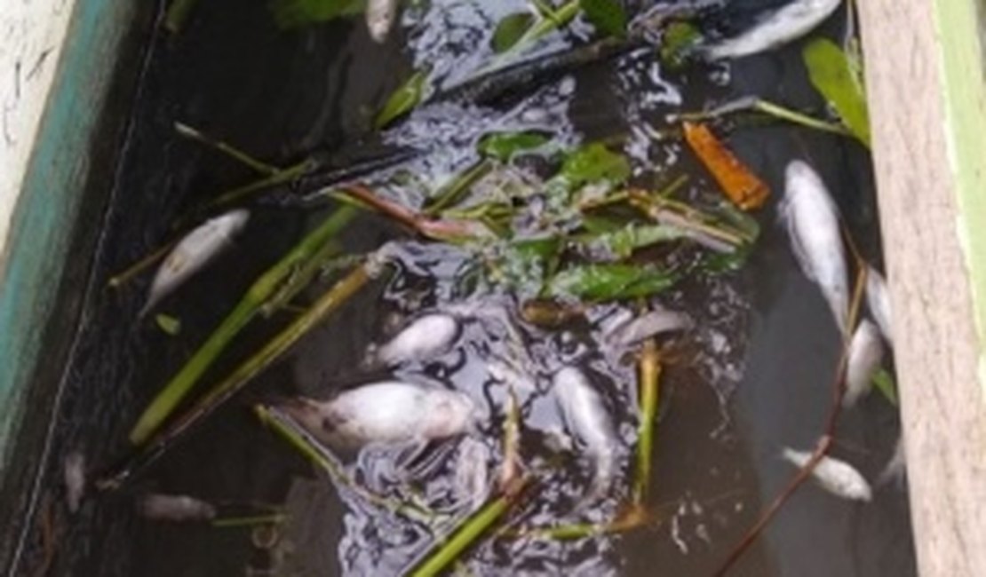 Peixes morrem por causa de melaço derramado após explosão de tanque de usina em Campo Alegre