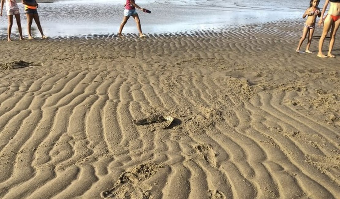Jacaré é encontrado na praia de Porto de Pedras, Alagoas