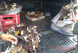 Mais de 650 caranguejos-uçá são encontrados em feiras de Maceió e devolvidos à natureza em operação