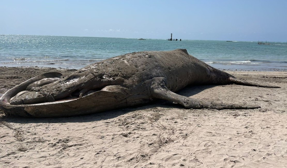 Baleia jubarte é encontrada morta em praia de Maceió