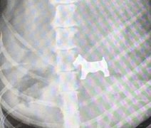 Imagem de raio-X de cão que engoliu peça de jogo em forma de cão viraliza