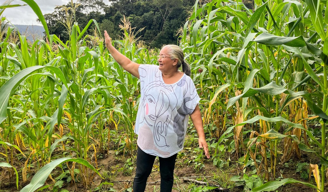 Safra boa: Agricultora comemora colheita de milho verde com sementes doadas pelo Planta Alagoas