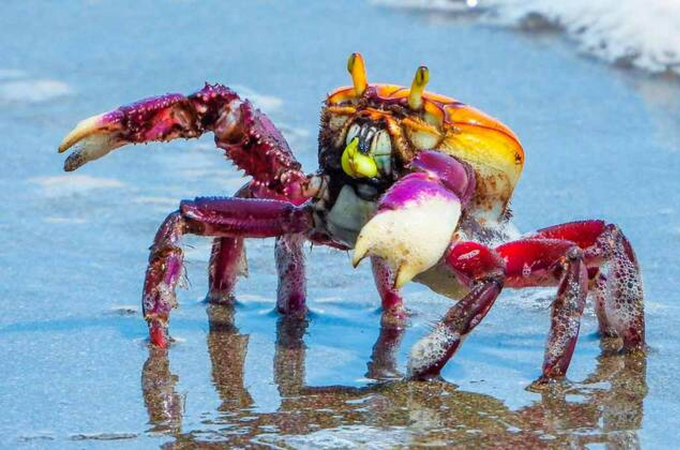 Caranguejo-uçá: IMA/AL alerta sobre o período de defeso em Alagoas
