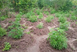 Plantação de 1.500 pés de maconha é encontrada pela polícia em Mata Grande