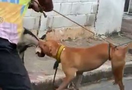 Imagens fortes: Cão da raça pitbull ataca cabra na rua, em Arapiraca