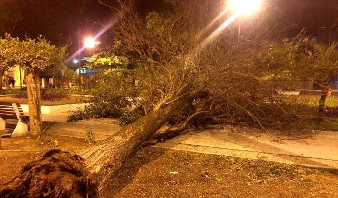 Árvore 'doente' cai na Praça Luiz Pereira Lima em Arapiraca