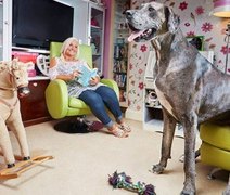 Com mais de 2 metros, morre Freddy, o cão mais alto do mundo