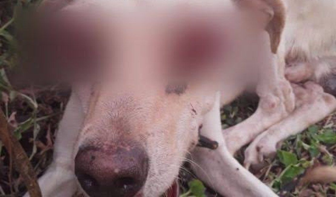 Veterinários diagnosticam tumor em cachorro agredido em Major Izidoro