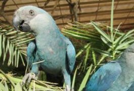 Filhotes de ararinhas-azuis nascem no Brasil após 20 anos de extinção