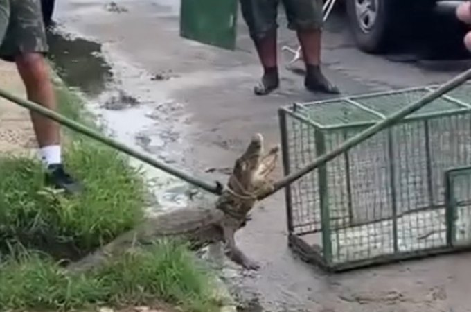 VÍDEO: Jacaré em via pública é resgatado pelo BPA em Marechal Deodoro