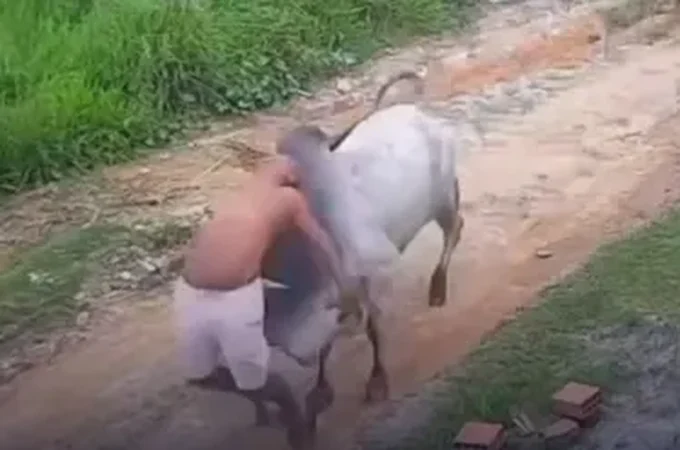 Idoso é surpreendido ao ser atingido violentamente por boi