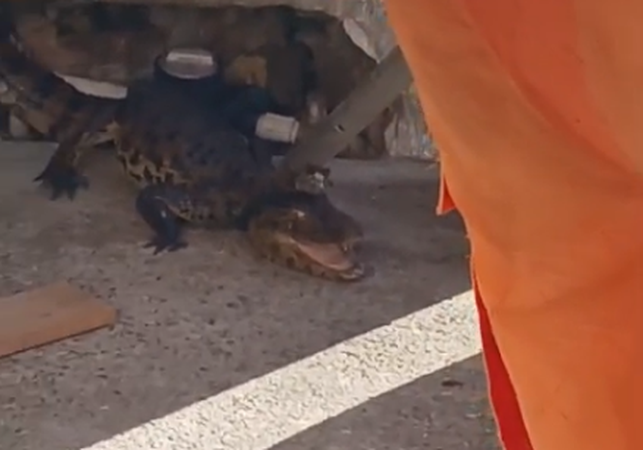Jacaré é encontrado na entrada de residência no bairro São Luiz I, em Arapiraca