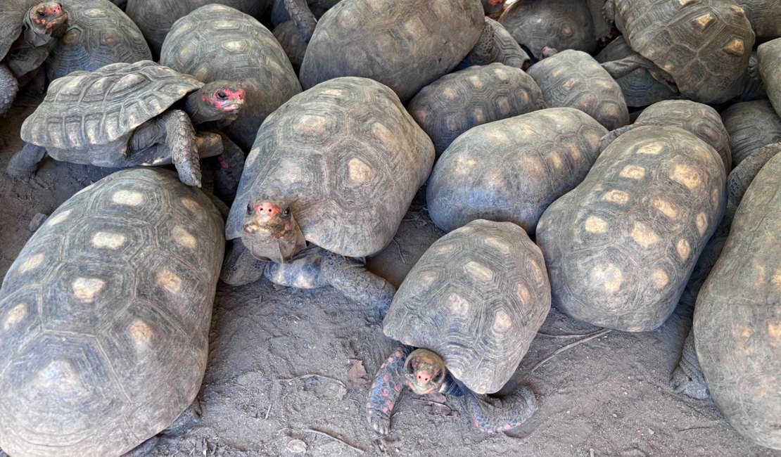 Entrega voluntária de animais silvestres é alternativa legal e responsável