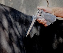 Governo inicia em maio primeira etapa da campanha de vacinação contra aftosa