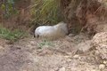 ‘Cortei por cortar’, diz homem que alegou estar bêbado ao mutilar patas de cavalo