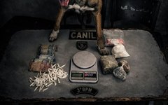 Drogas apreendidas pelo Canil, na Canafístula, em Arapiraca