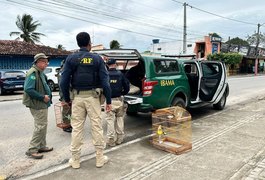 Fiscalização flagra irregularidades em criatório de aves em Arapiraca