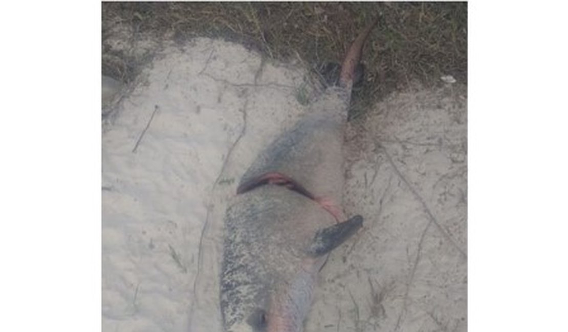 Pescador esquarteja e corta nadadeira de golfinho na praia do Pontal da Barra, em Maceió