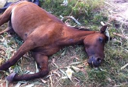 Comissão da OAB denuncia eutanásia em animais de rua, em Maceió