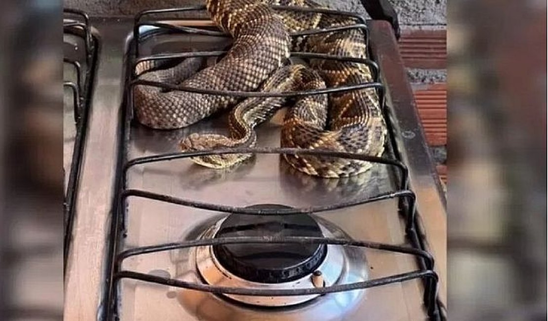 Homem encontra cobra cascavel em cima do fogão